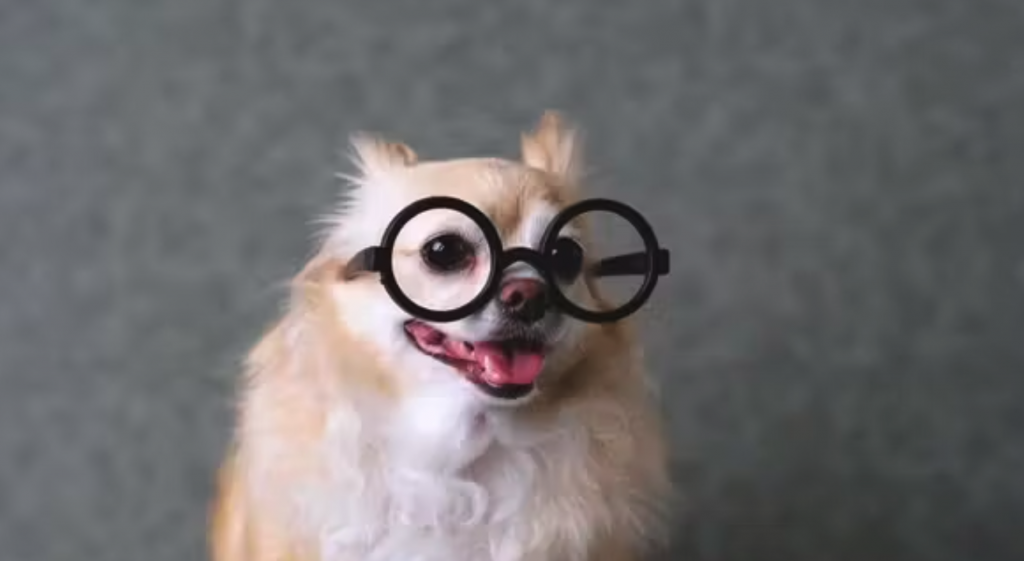 Chihuahua intelligent avec des lunettes