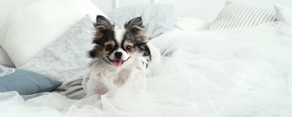 Chihuahua dans un lit
